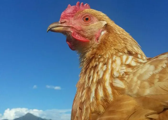 Apartment Hof Obertann *