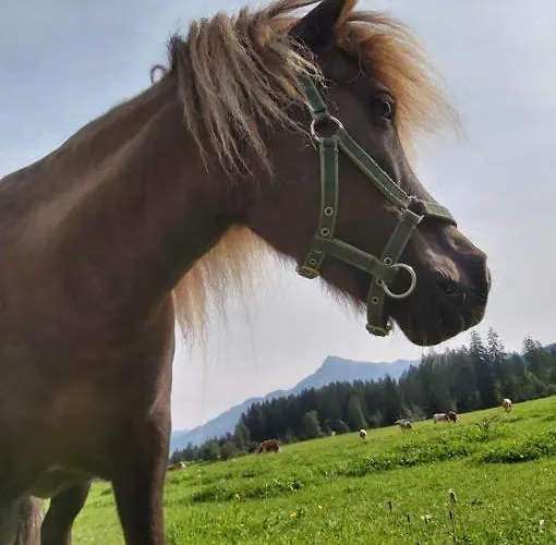 Apartment Hof Obertann