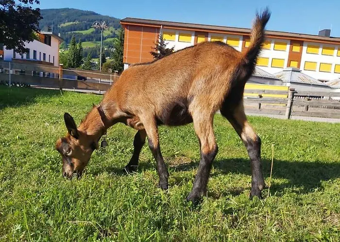 Hof Obertann Kirchberg in Tirol