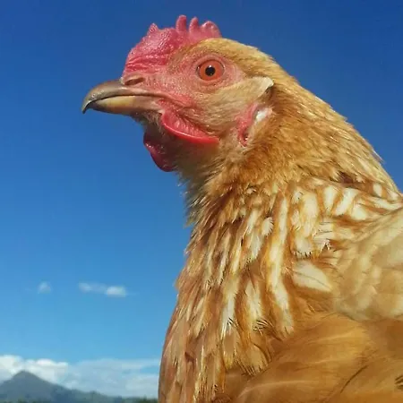 Daire Hof Obertann *